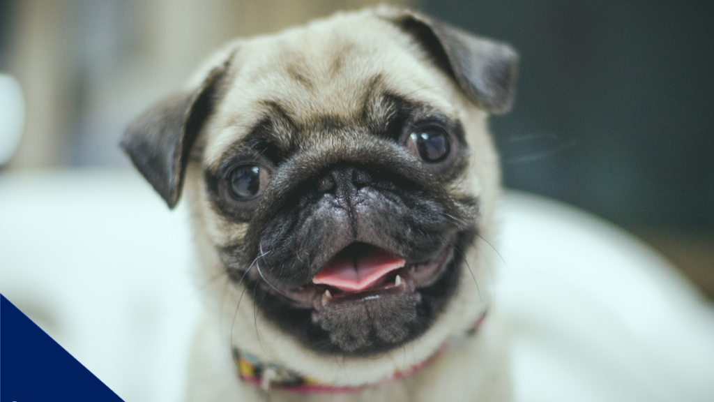 Pug tudo que você precisa saber sobre essa raça fofinha Pet Family