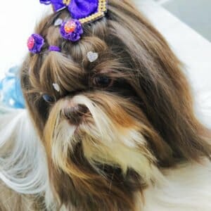 banho-e-tosa-para-cachorro-sao-caetano