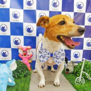 cachorro-estiloso-cheiroso-banhado