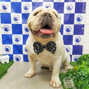 cachorro-estiloso-pet-shop