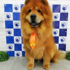 chow-chow-banho-etosa