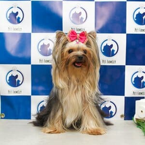 estetica-anima-banho-e-tosa-pet-family