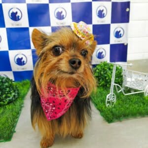 estica-animal-pet-family