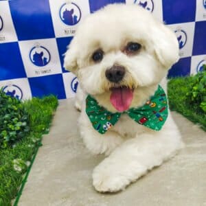 estilo-banho-e-tosa-pet-family