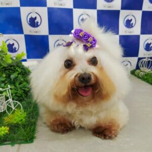 pet-family-banho-e-tosa