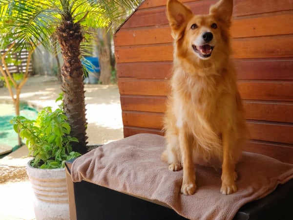Hotel para Cachorro - Hotel para Cães - Pousada CãoBoy